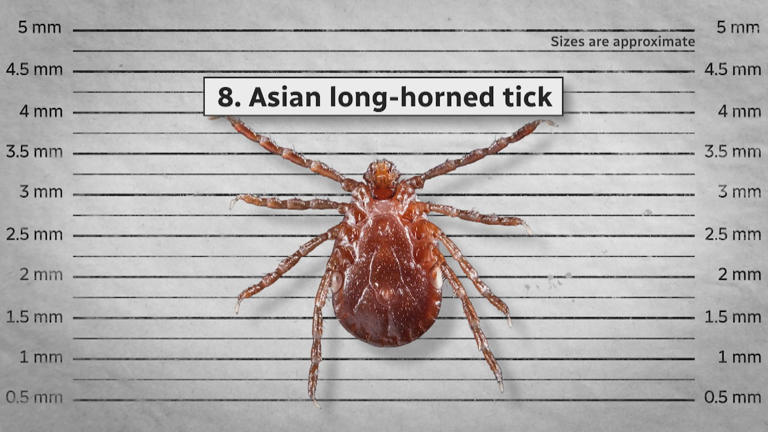 Scientists are warning Canadians to get ready for a US tick invasion ...