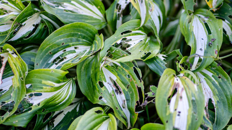 What to do if there are holes on your hosta leaves