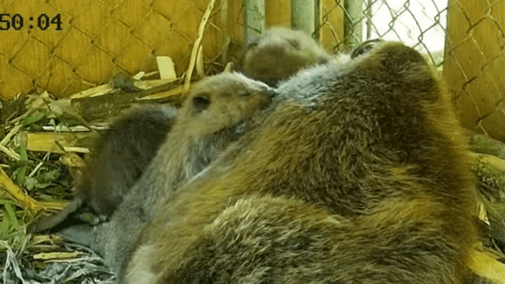 Baby beavers take center stage in new livestream tied to relocation program