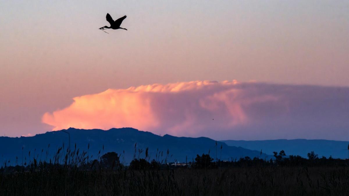 El morito común del delta del Ebro