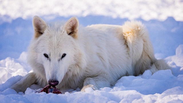 Firm says recreated extinct 'Game of Thrones' dire wolves are ready to ...