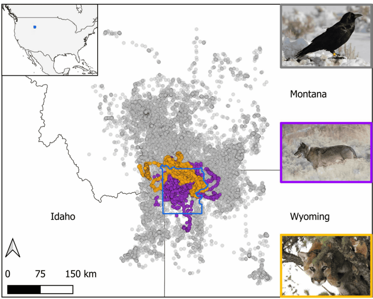 Scientists thought ravens followed wolves for food. They were wrong ...
