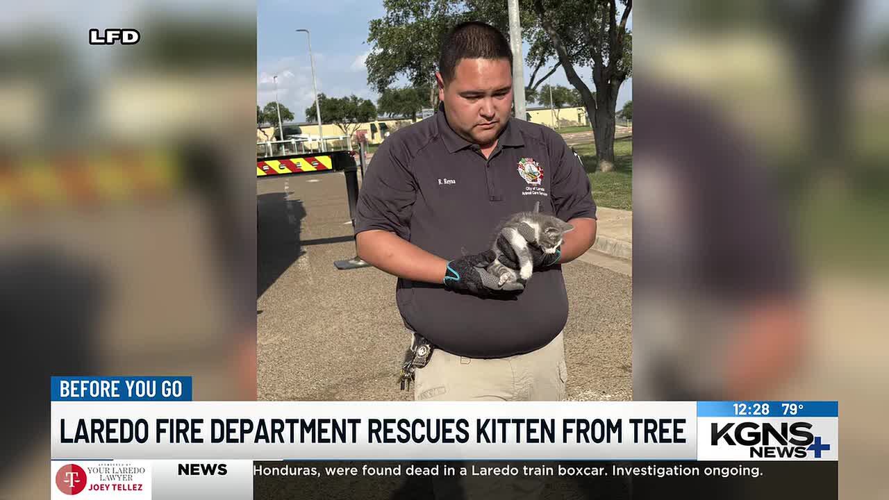 Laredo firefighters rescue kitten stuck in tree