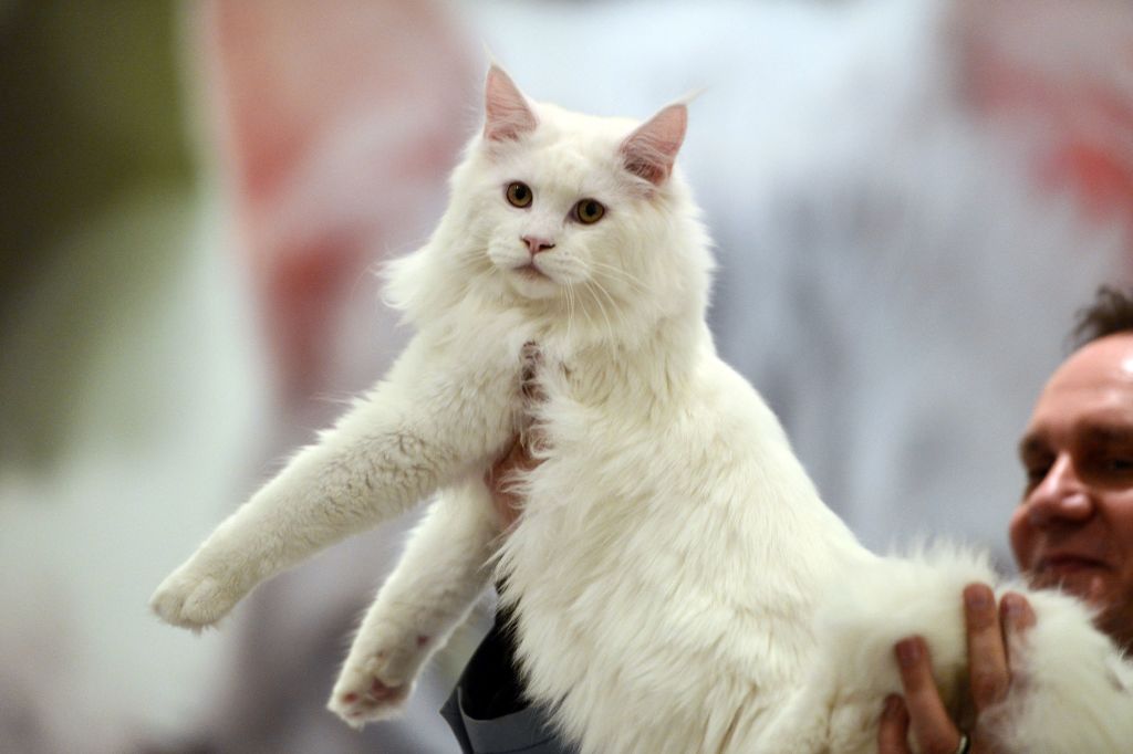 Biggest cats 2026: Here are the 12 largest breeds of adorable cat that ...