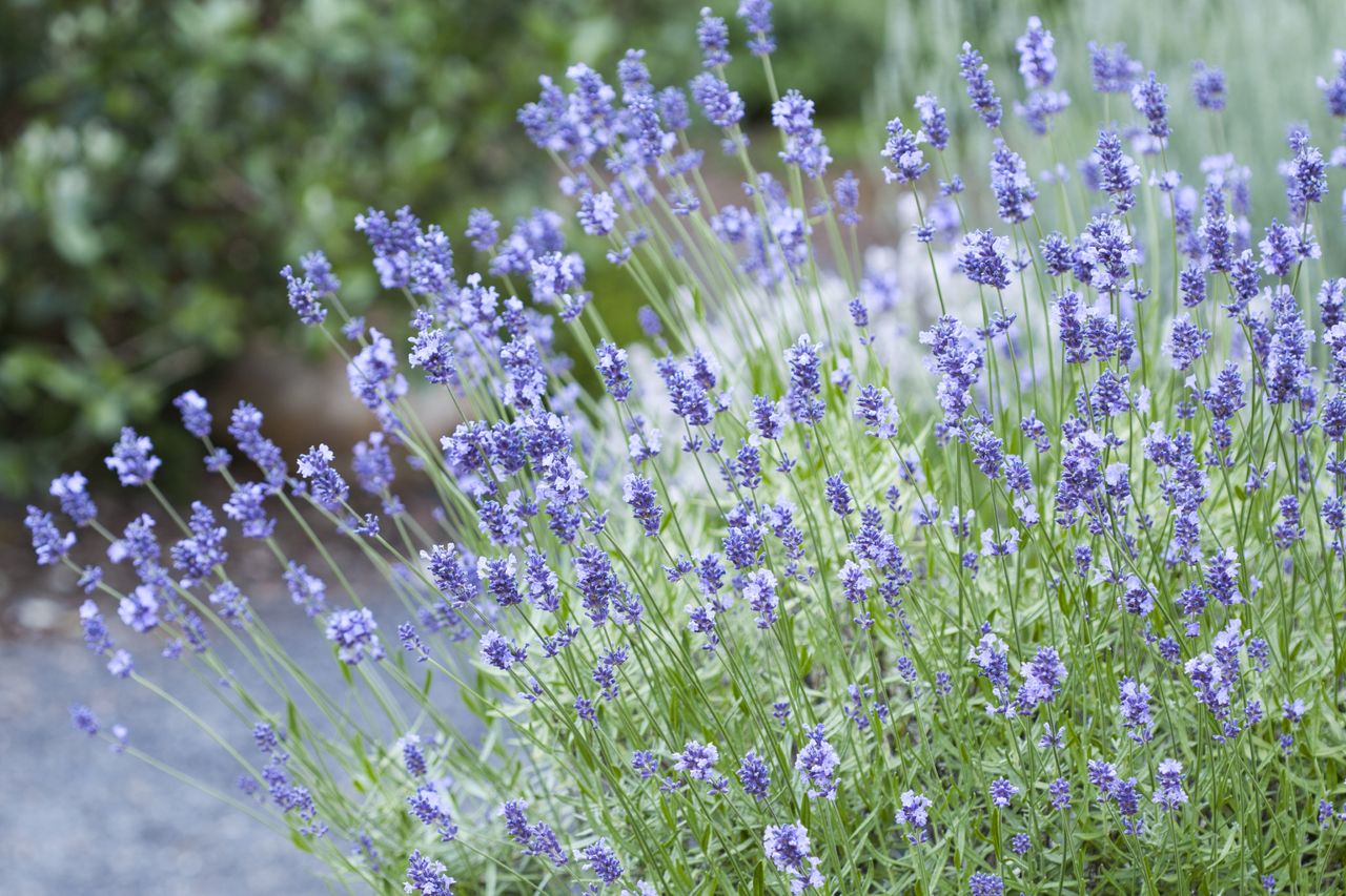 lavender plant in bloom