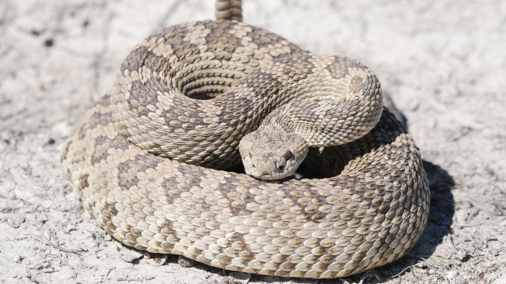 Upcoming rattlesnake avoidance training: keeping dogs safe on Idaho's ...