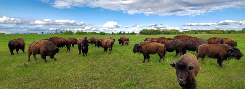 The 225-acre Minnesota farm where bison, beef, and lamb roam native prairie