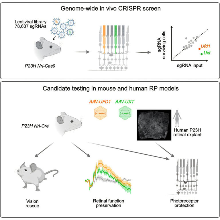 Genome-wide screen yields new gene therapies to protect against retinal ...
