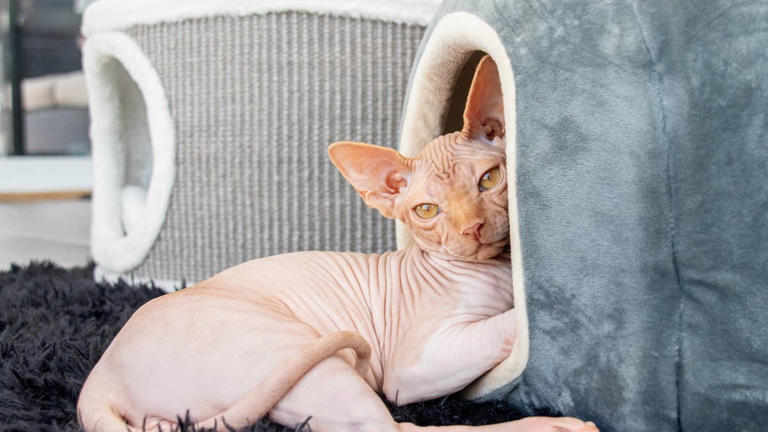 6 most talkative cat breeds that will love you with every meow