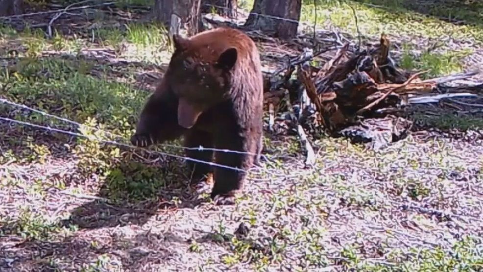 Beware of bears: Renton police warn of bear sighting in Highlands Park ...