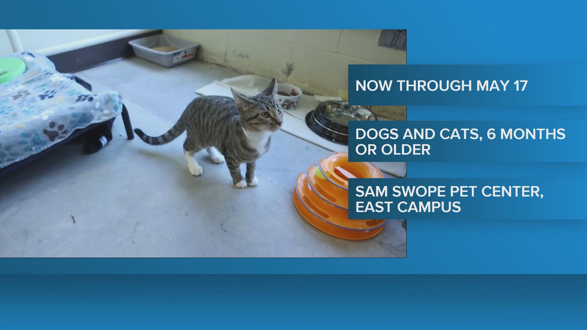 Kentucky Humane Society waiving adoption fees for dogs, cats
