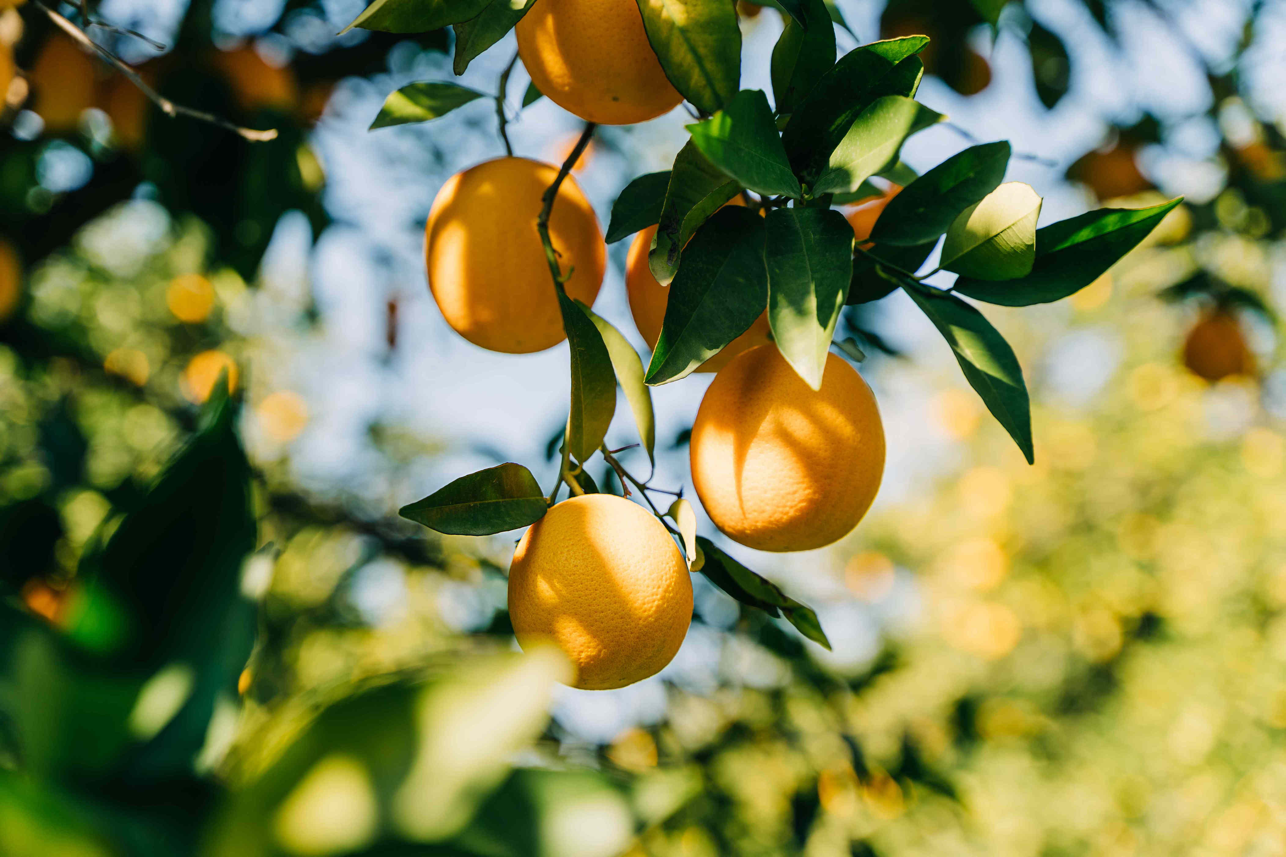 When to fertilize fruit trees for healthier, more abundant harvests