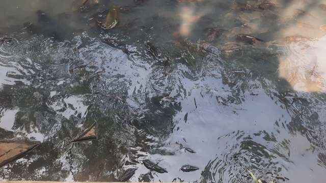 'Rivers are ... dark black': Slimy carcasses of 'rotten' fish pile up ...