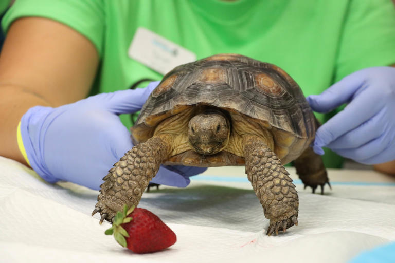 San Diego Humane Society offering microchip clinic, waiving adoption ...