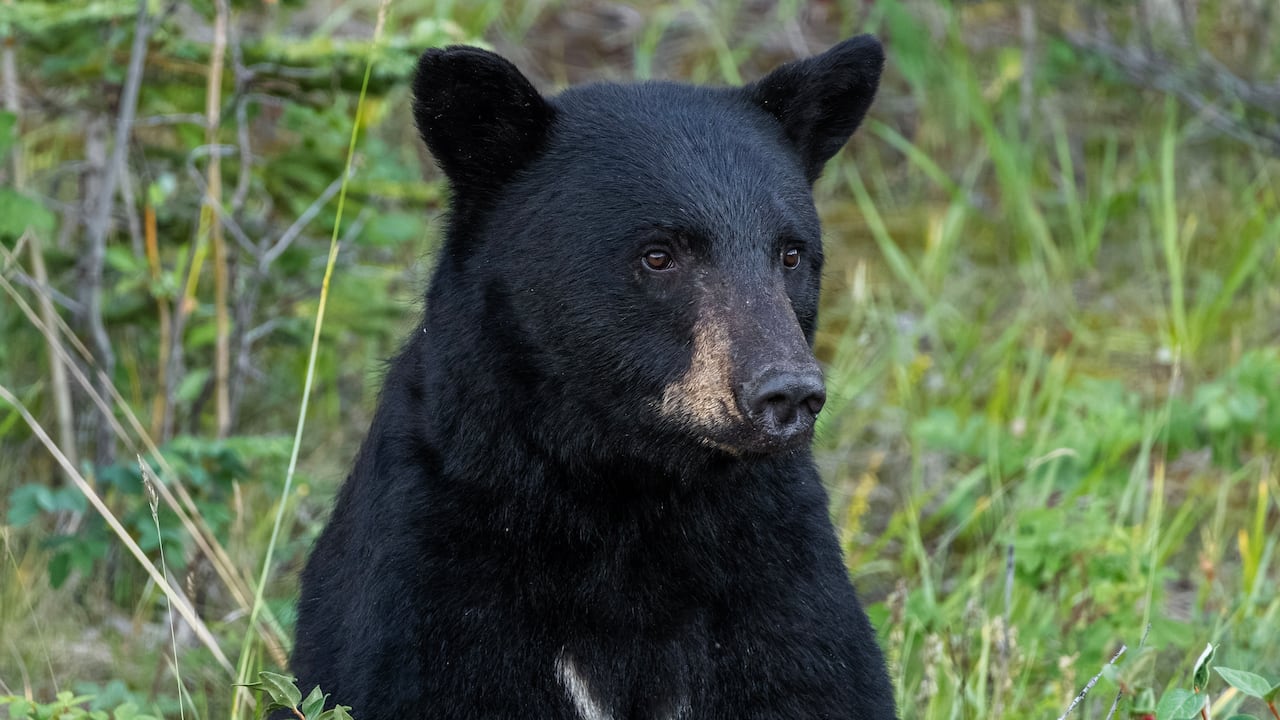 Bear euthanized after visiting Alberta summer village
