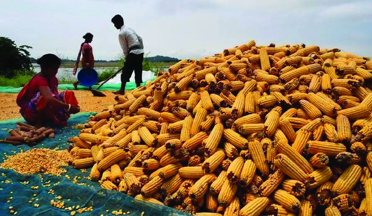 Maize becomes India's leading feedstock for ethanol