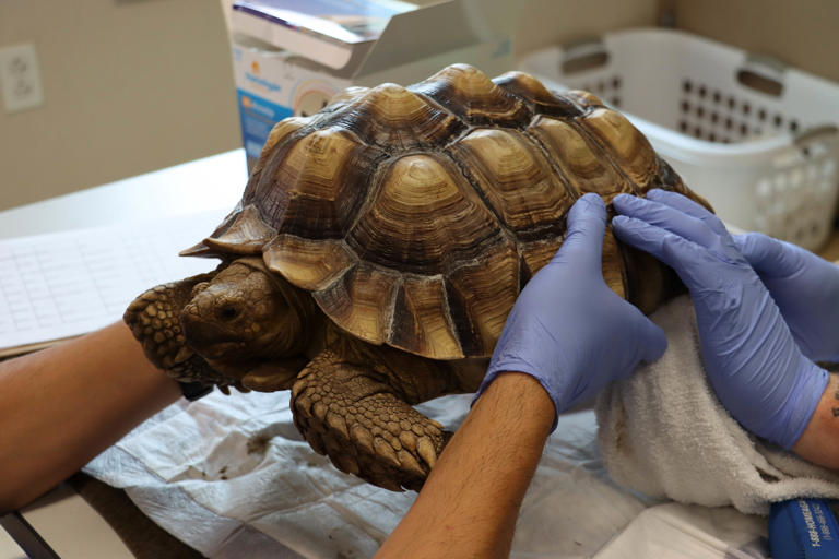 San Diego Humane Society offering microchip clinic, waiving adoption ...