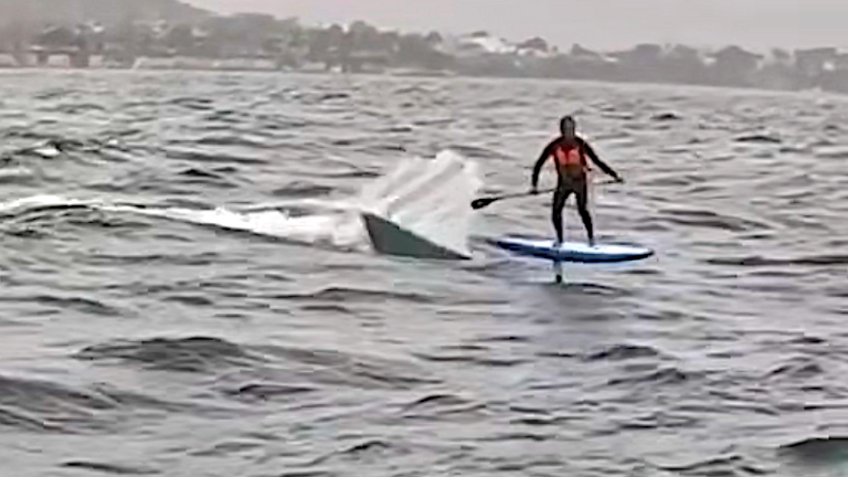 Great white shark relentlessly hunts foil surfer for 10 minutes in ...