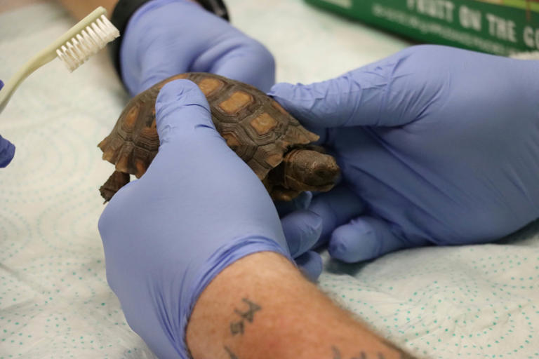 San Diego Humane Society offering microchip clinic, waiving adoption ...