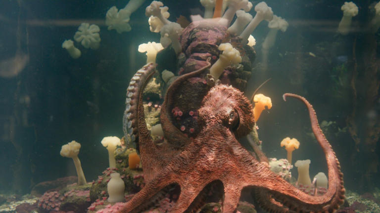 The internet has big reactions about Remarkably Bright Creatures on Netflix
