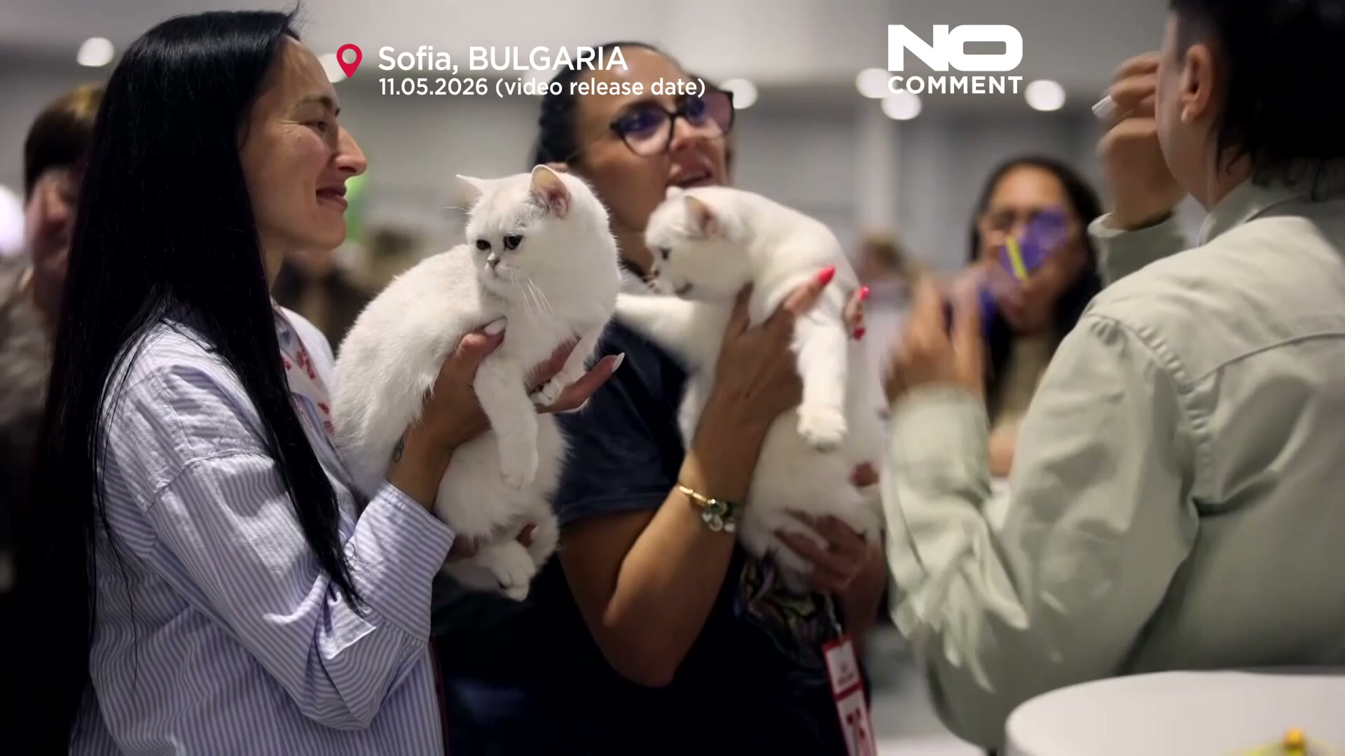 International feline contest: Europe’s most beautiful cats gather in Sofia