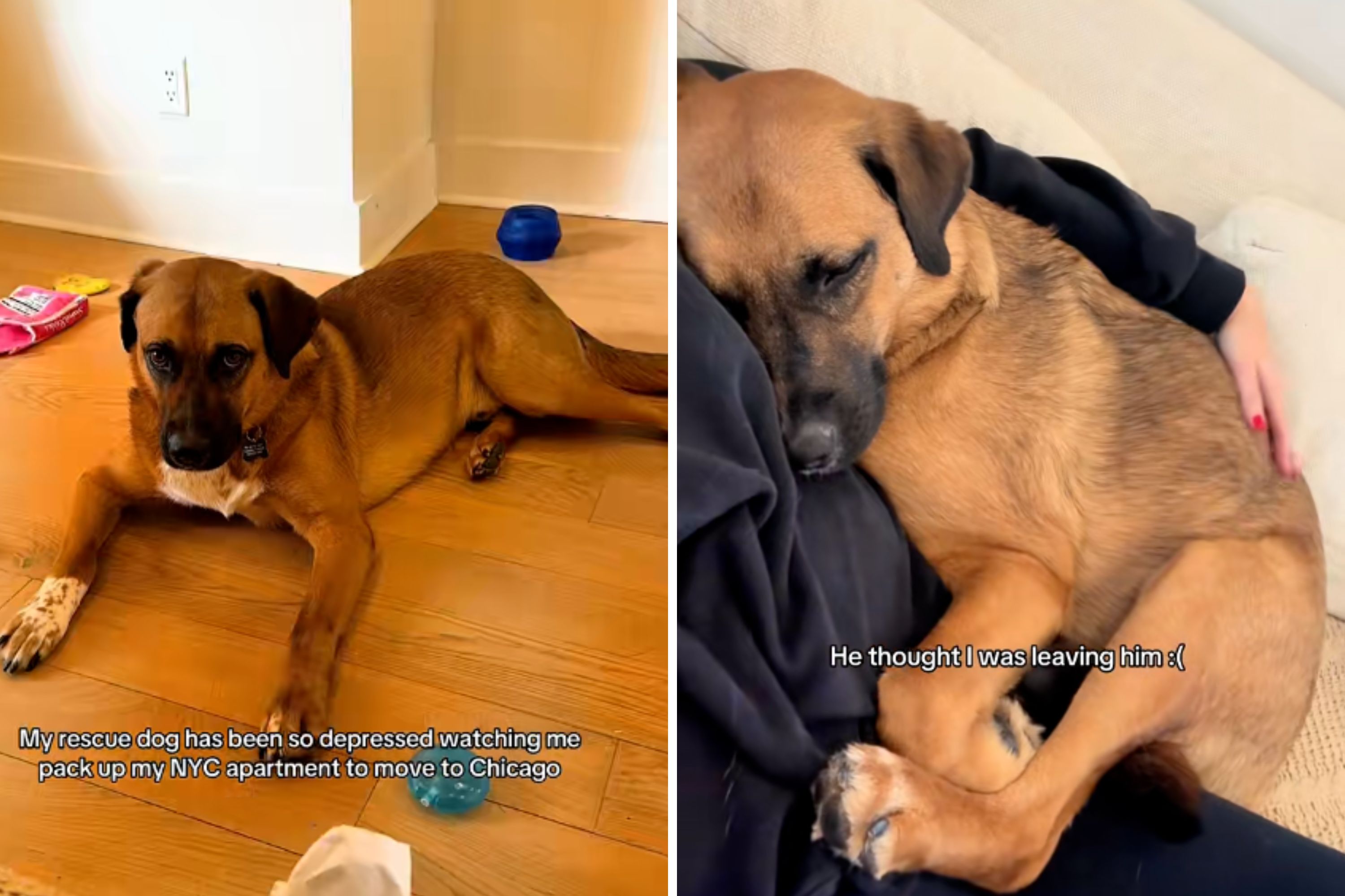 Dog sad while owner packs