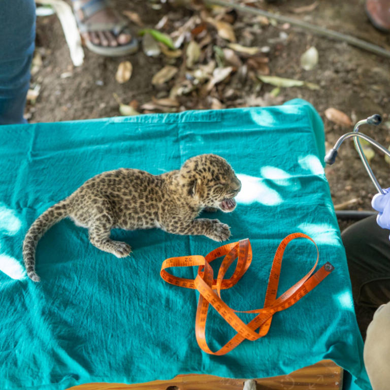 100 lost leopard cubs reunited with their mothers through clever ...