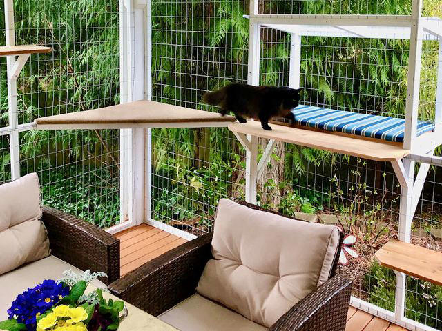 What is a catio? The outdoor upgrade your cat will love