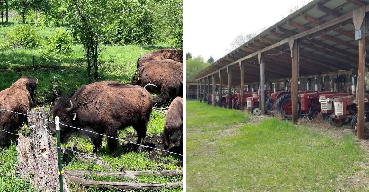 The 225-acre Minnesota farm where bison, beef, and lamb roam native prairie