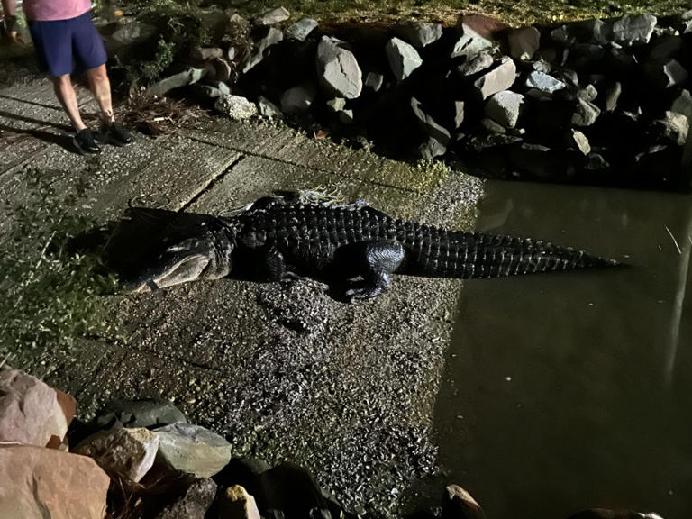 Only on News 5: Gulf Shores woman tries to save dog killed by alligator