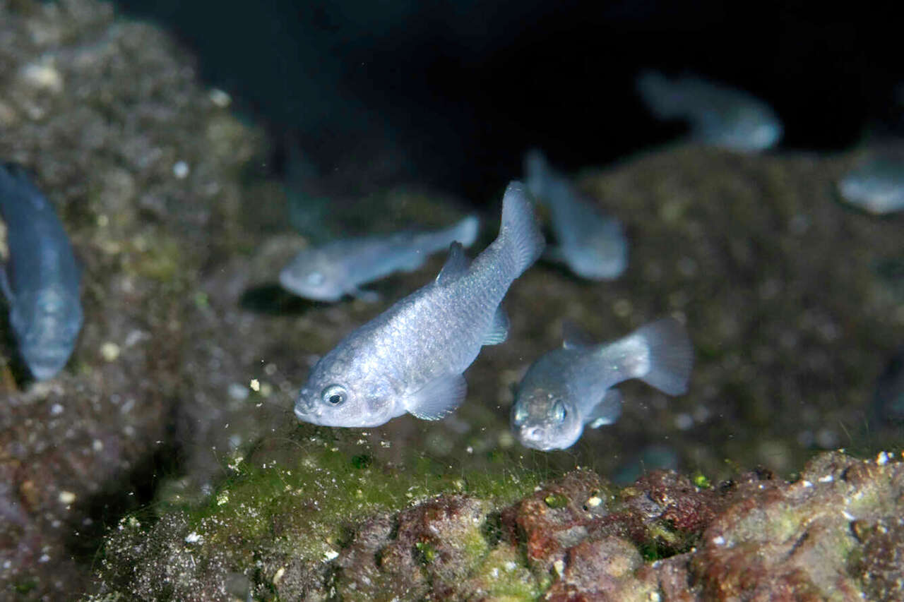 National Park Service scientists have lost track of the world's rarest fish