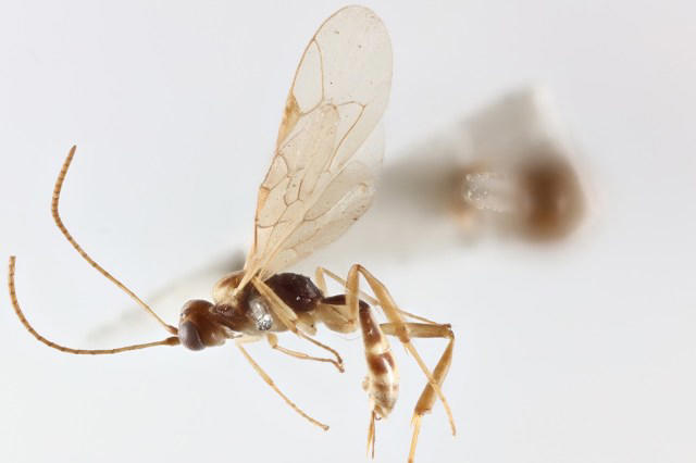 Tiny parasitic wasp found in drawer at Natural History Museum turns out ...