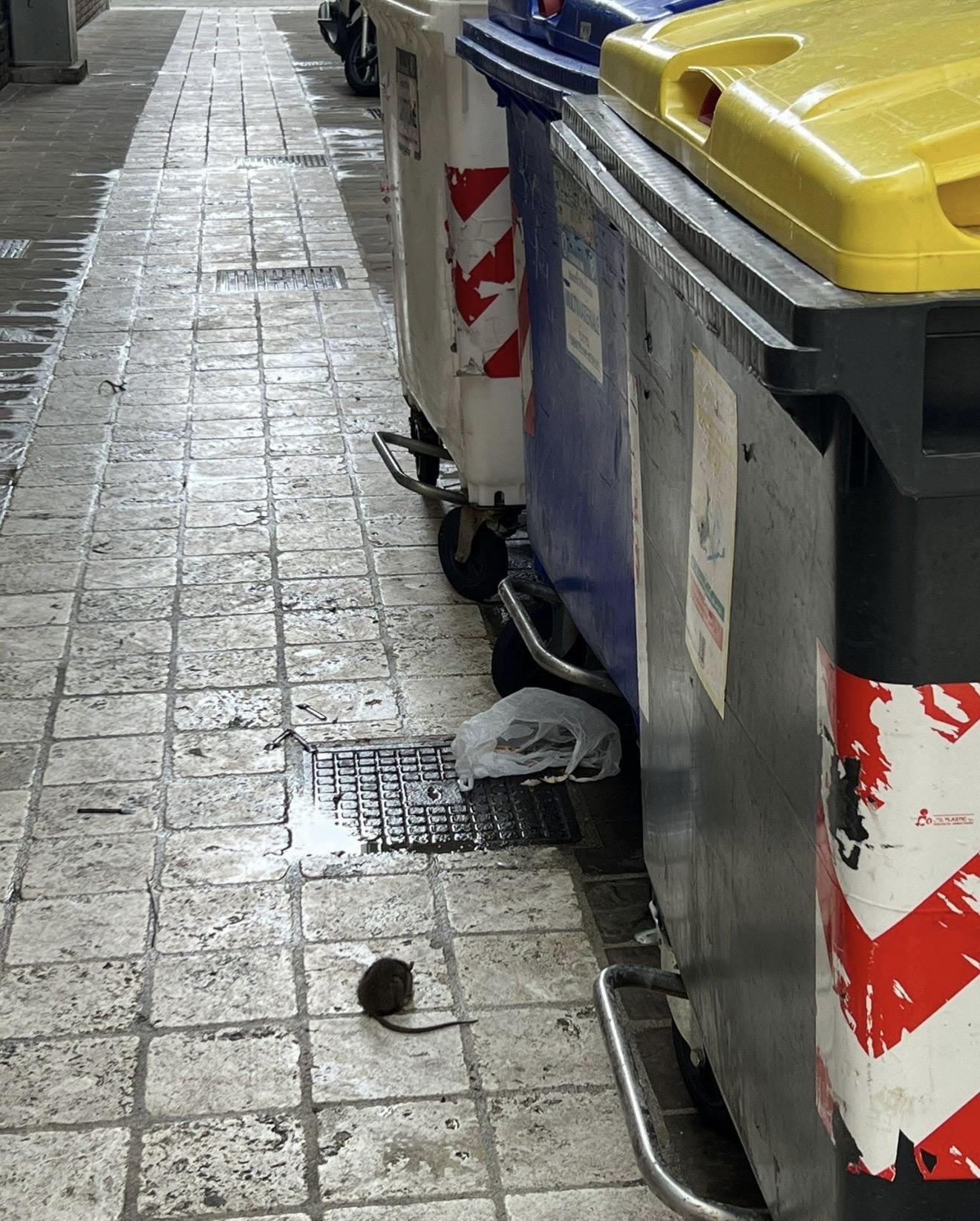 Topi e rifiuti, degrado in centro