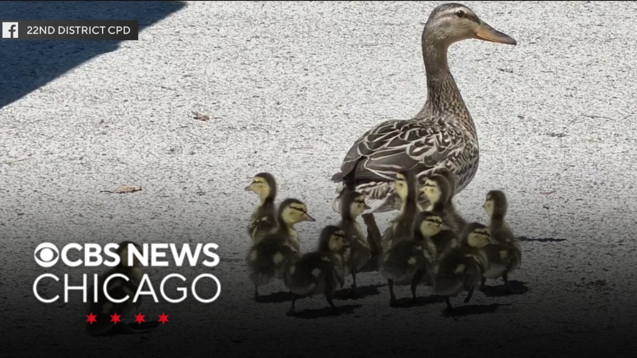 CPD officers, water management crews rescue 12 ducklings from sewer drain
