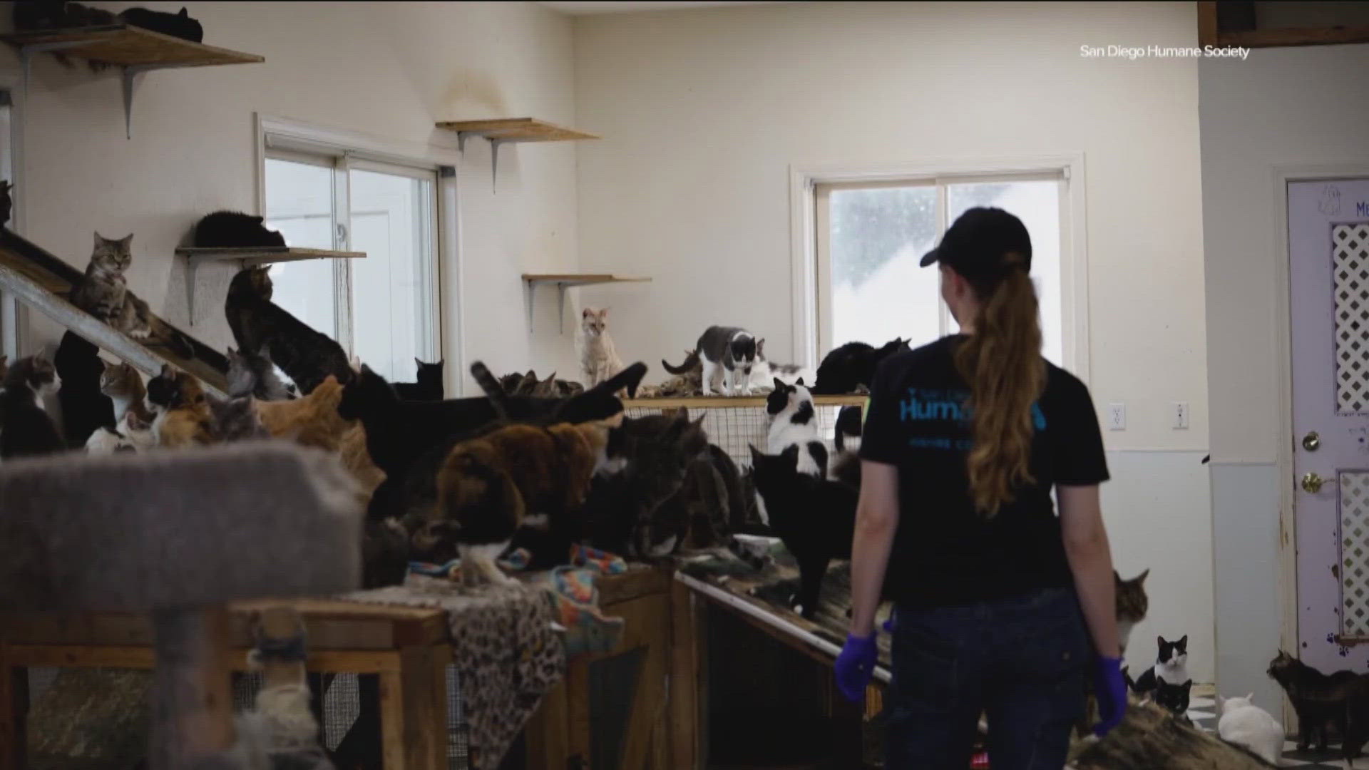 Reunions for some of the 700 animals rescued from California animal ...