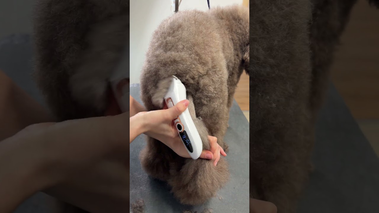 From shaggy to chic: Stunning poodle grooming transformation!