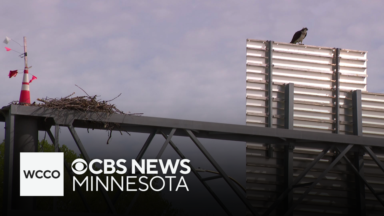 How ospreys are hampering part of a Twin Cities construction project