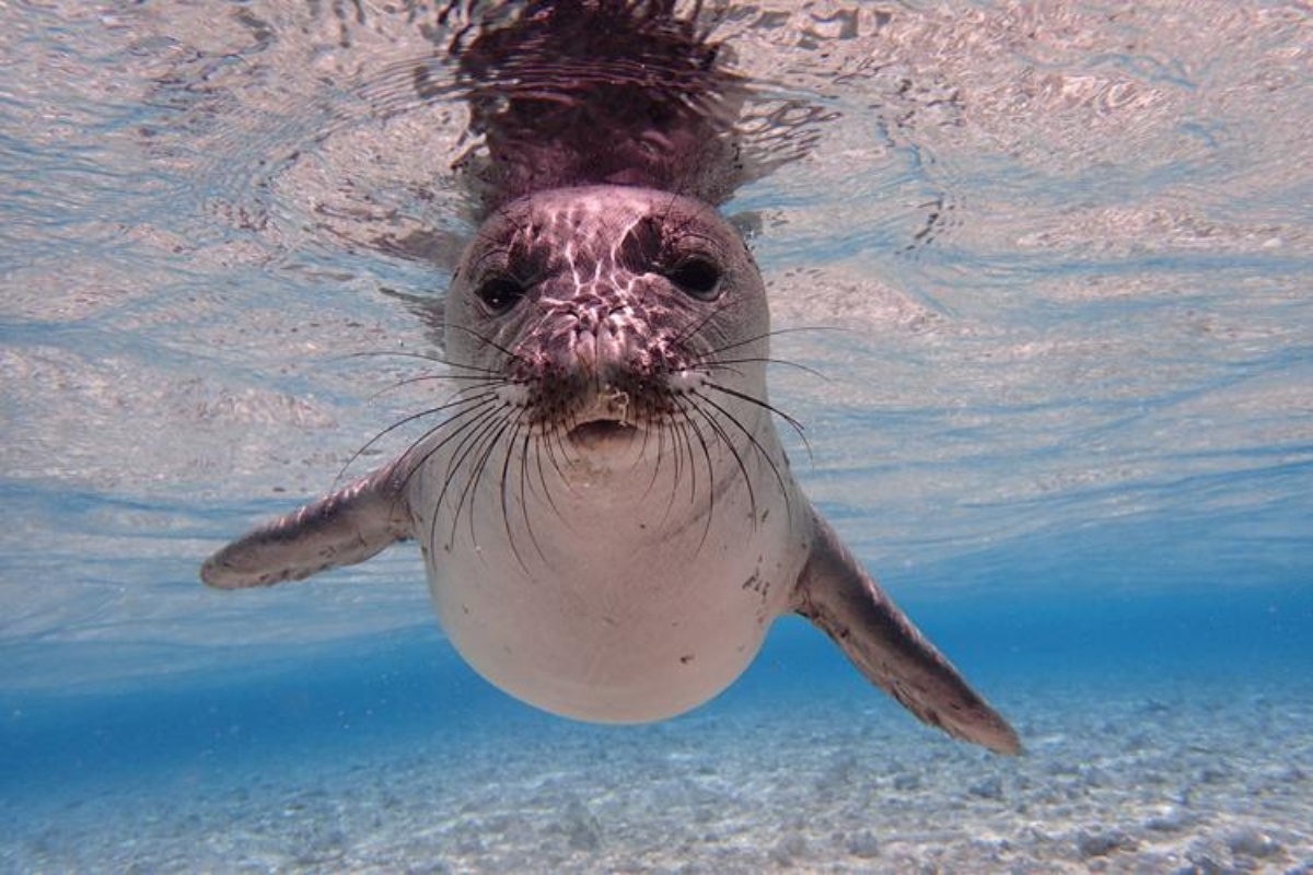 Quick facts on Lani – the seal a cruel tourist threw a rock at in ...