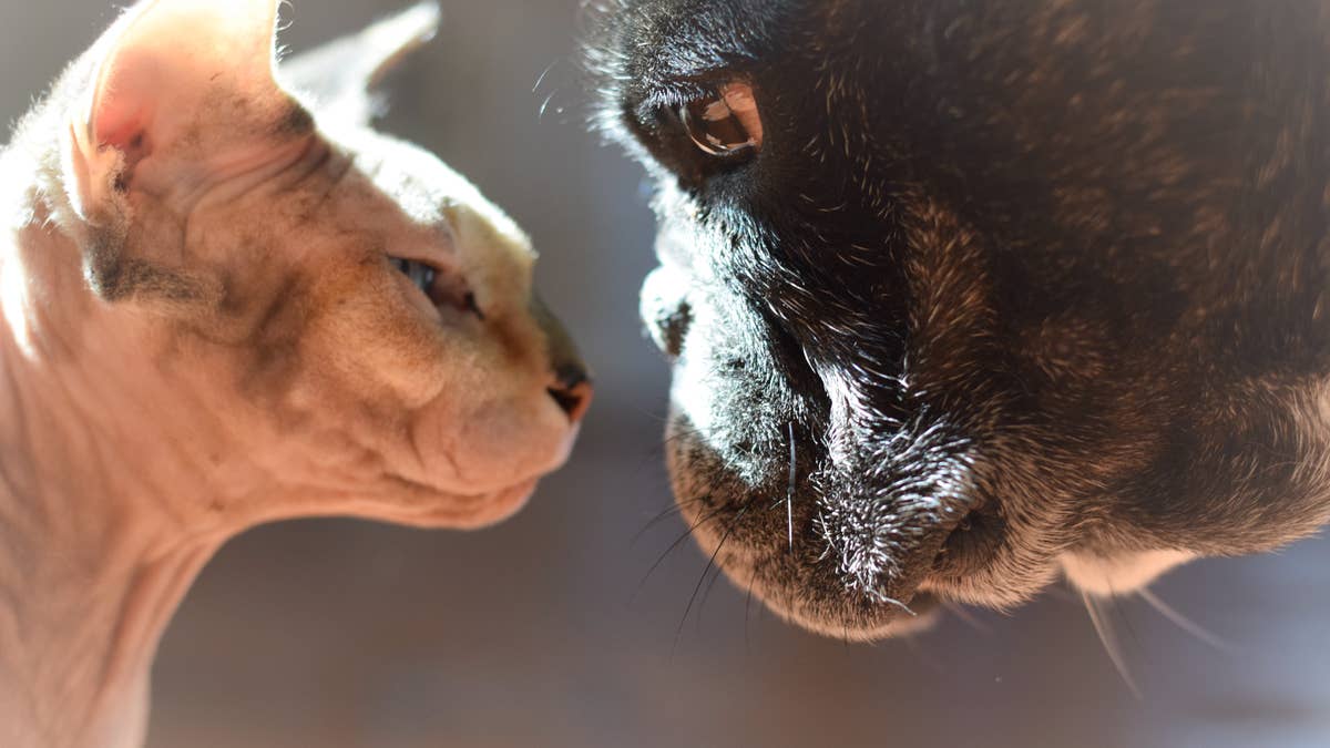 This Frenchie is 'obsessed' with his Sphynx cat sister and their cuddle ...