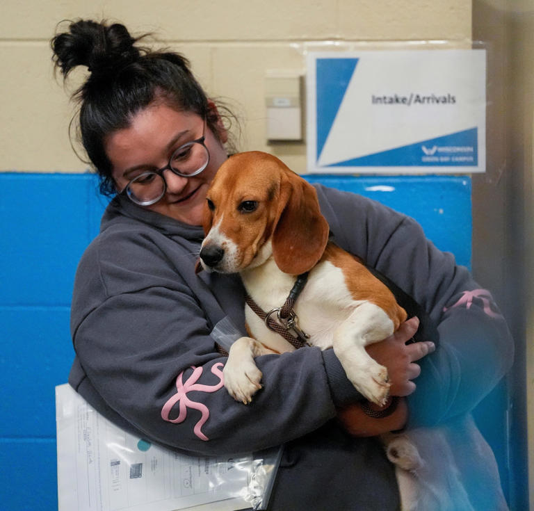 45 Ridglan beagles to arrive in Green Bay, meet foster families