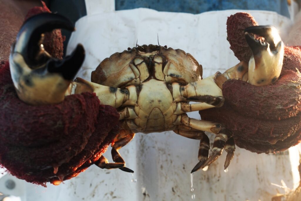 Criminals use crabs to identify burglary targets