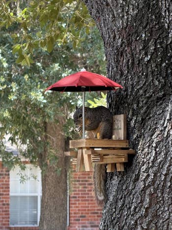 Squirrel sits under a small red umbrella on a wooden feeder attached to a tree