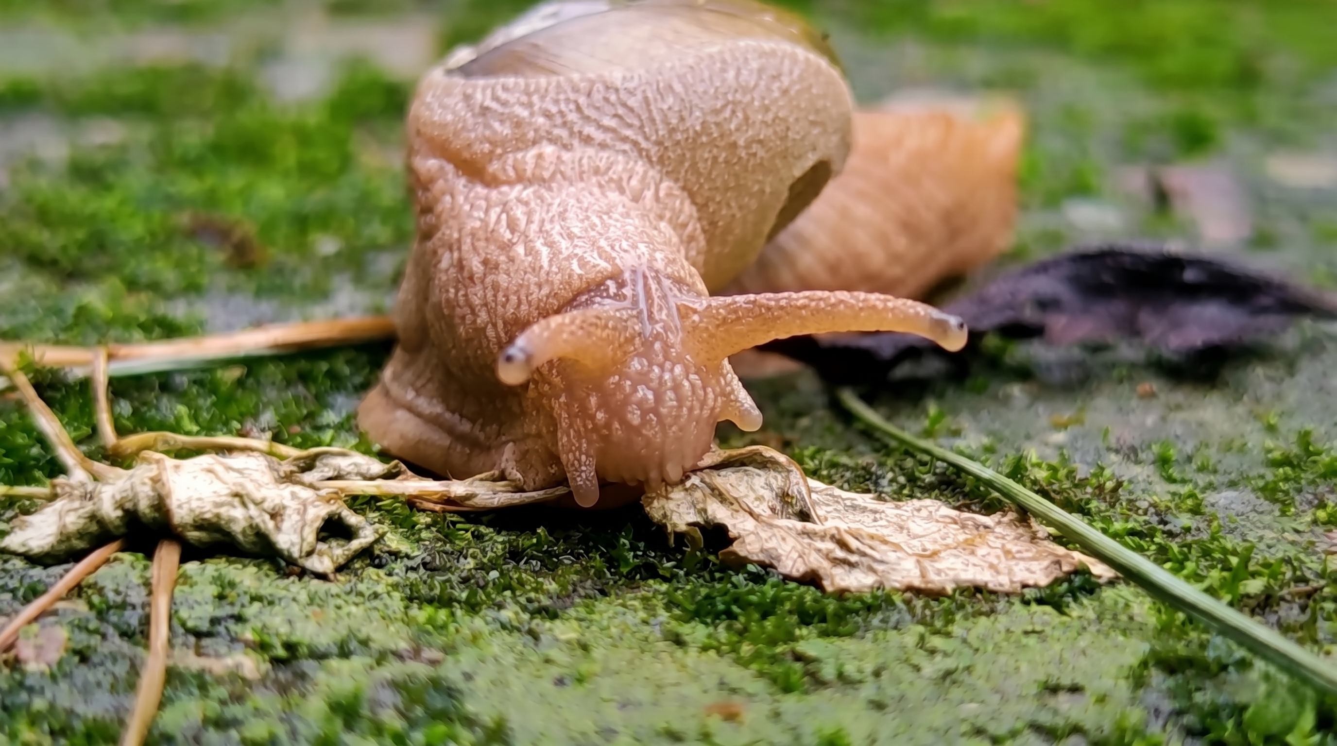 These worms turn snails into disco zombies