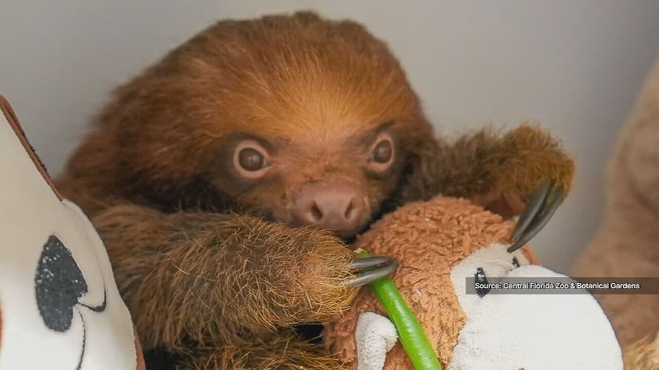 Florida lawmakers take action to protect sloths after 55 die in tragic ...