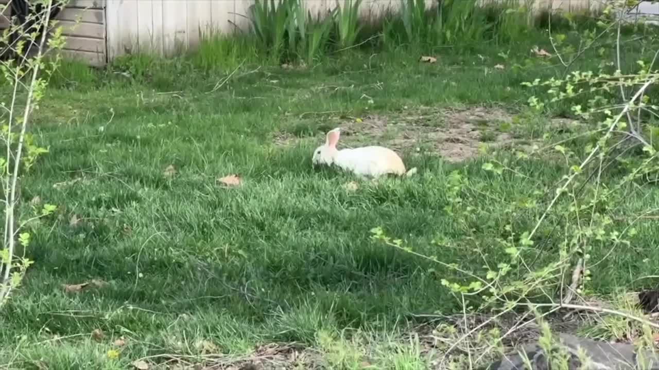 Idaho Humane Society to stop accepting free-roaming rabbits