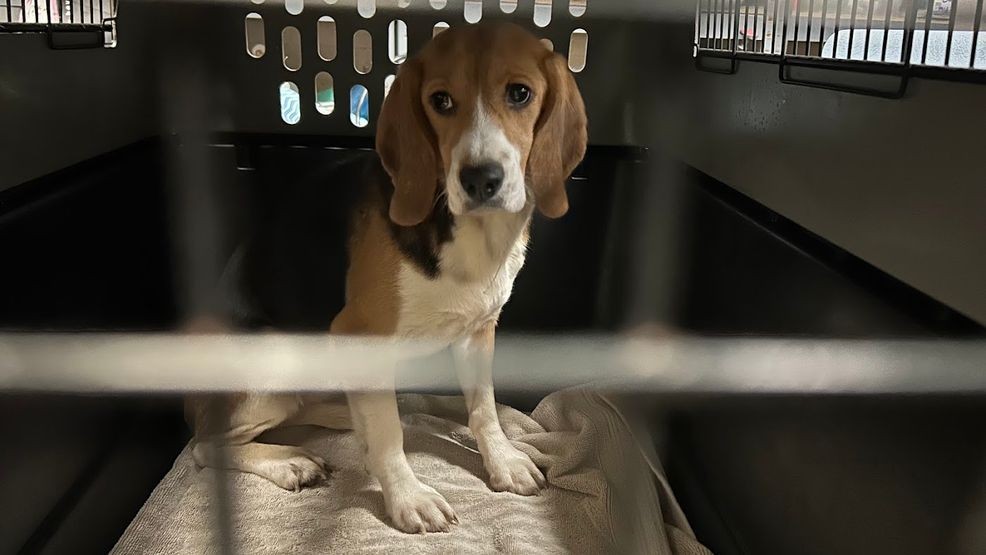 Beagles from research & testing facility arrive at Green Bay shelter ...