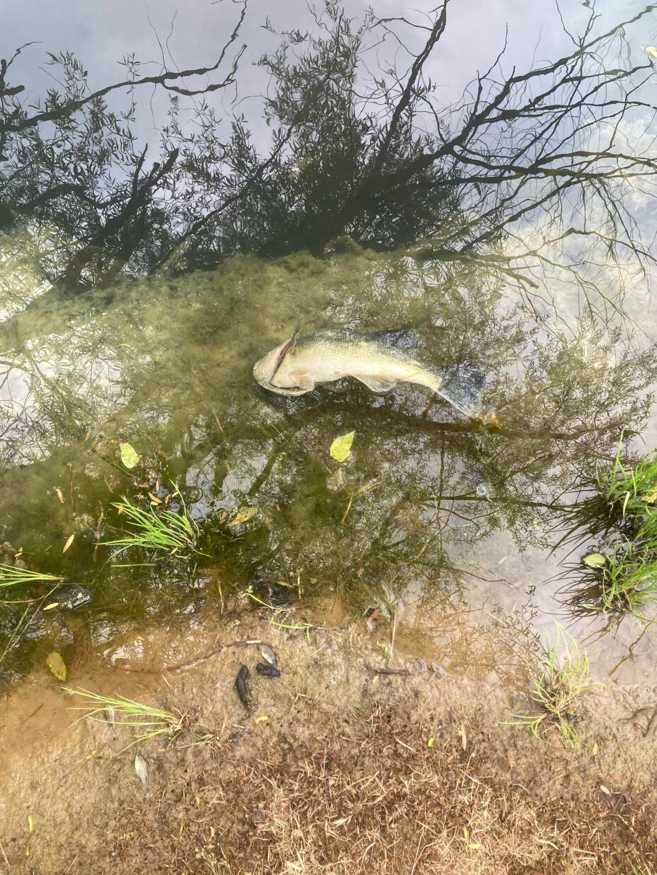 Residents worry about impacts after chemical spill kills fish downstream