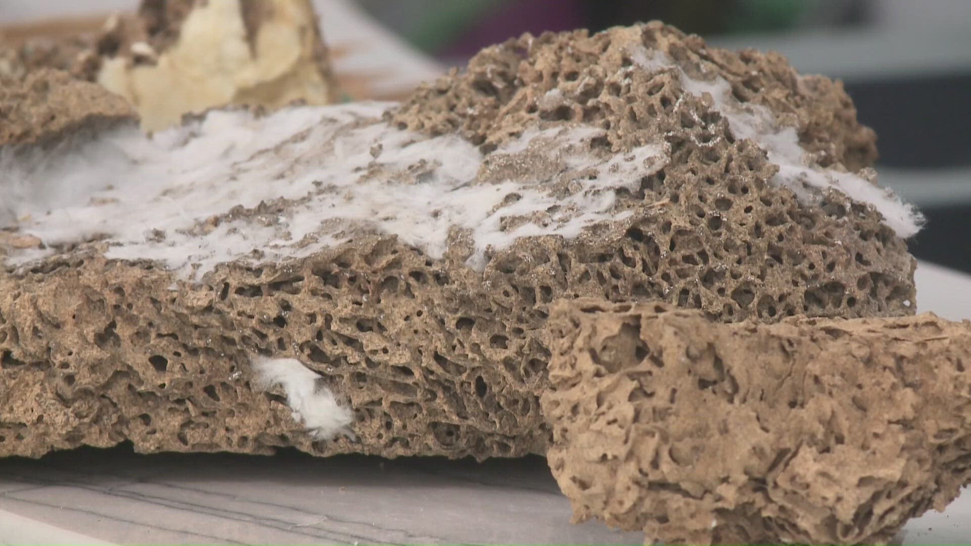 Understanding the swarm: How to protect your home from termites