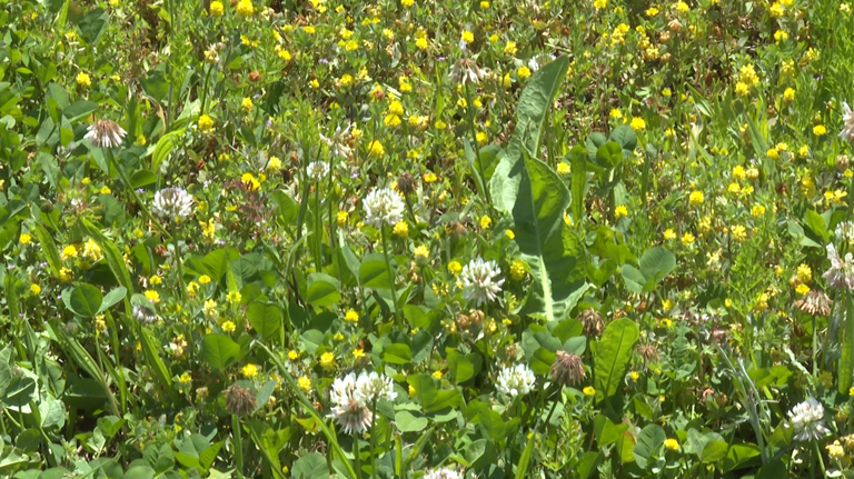 Warmer weather means more insects and pests emerging in Arkansas