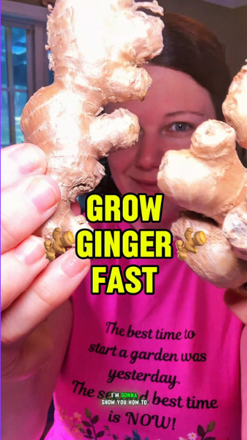 Fast ginger growing tips for home gardeners